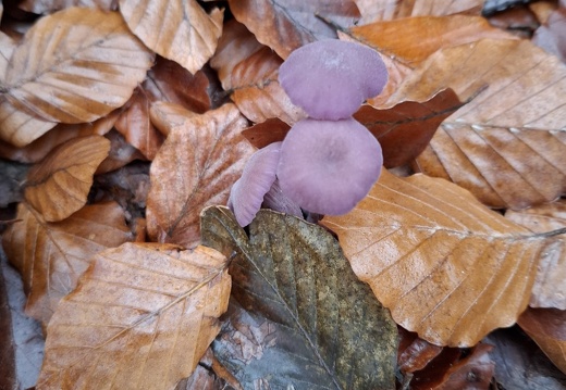 Herfstwandeling